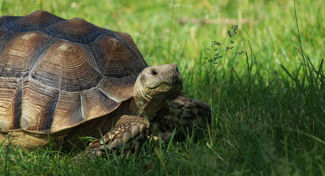 tortoise-wildlife sanctuary